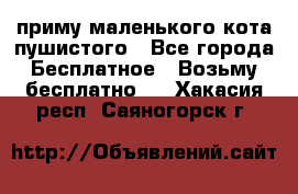 приму маленького кота пушистого - Все города Бесплатное » Возьму бесплатно   . Хакасия респ.,Саяногорск г.